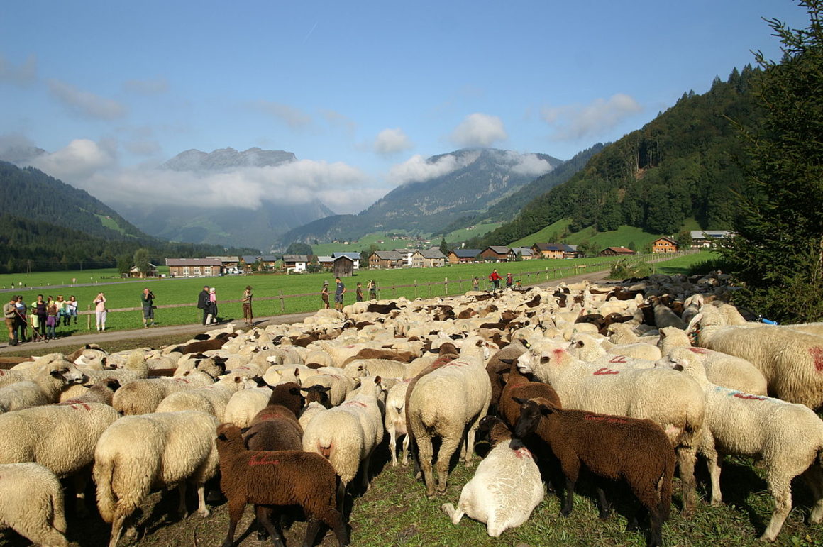 Schafe gibt es fast überall auf der Welt