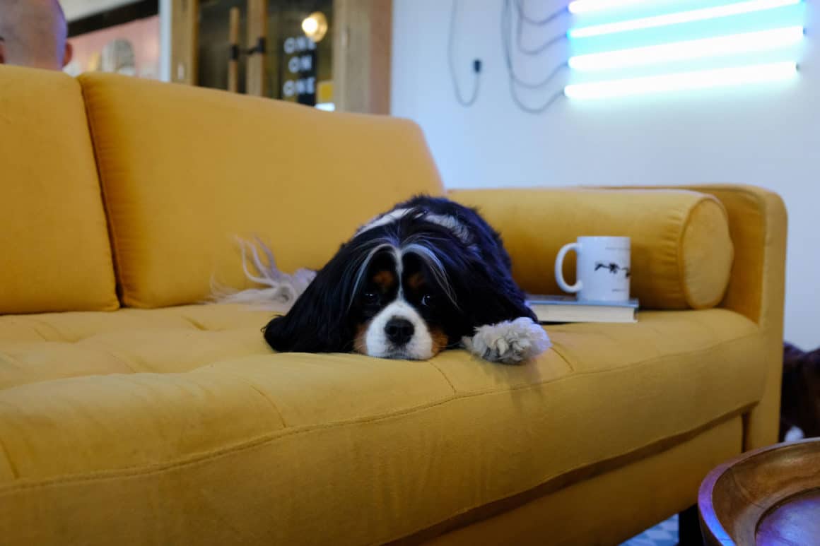 Gone to the dogs - or why you will buy a dog sofa